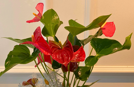 Antoryum Çiçeği Nedir, Bakımı Nasıl Yapılır?