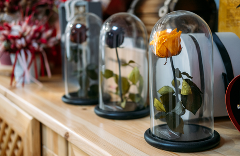 Solmayan Gül Nedir?