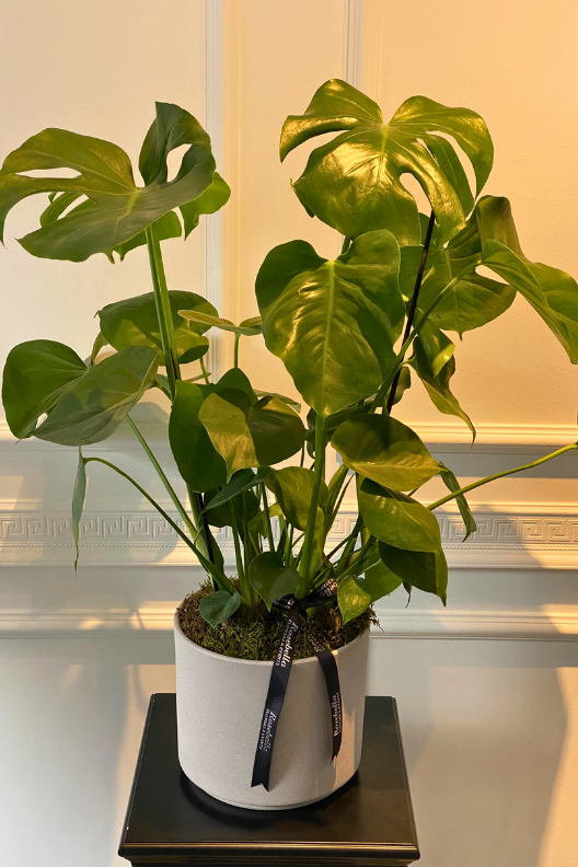 Monstera Deve Tabanı