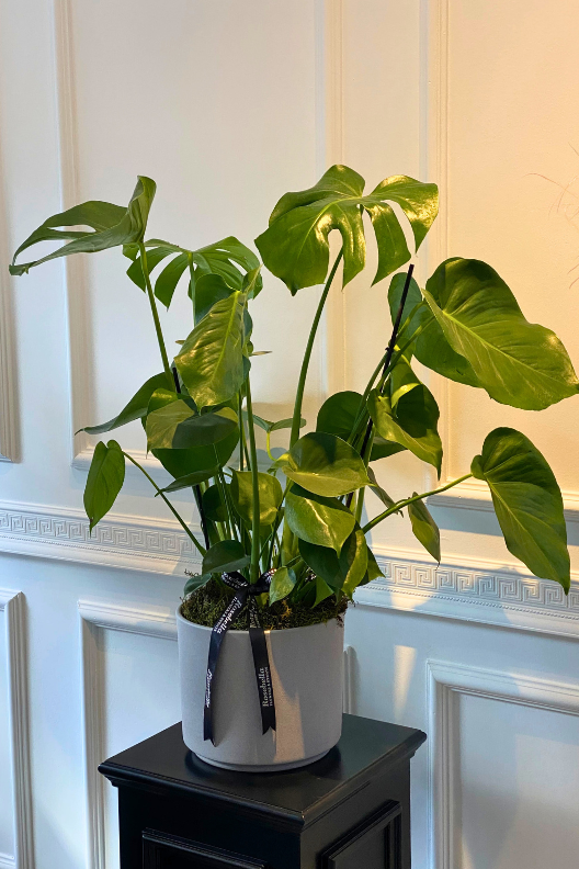 Monstera Deve Tabanı