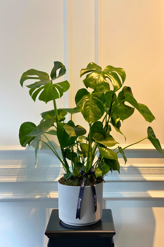Monstera Deve Tabanı