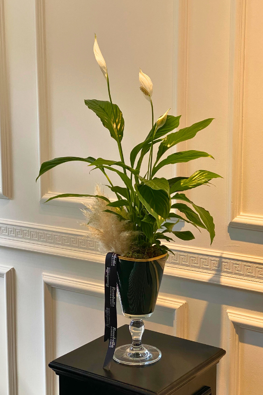 Spatifilyum Barış Çiçeği