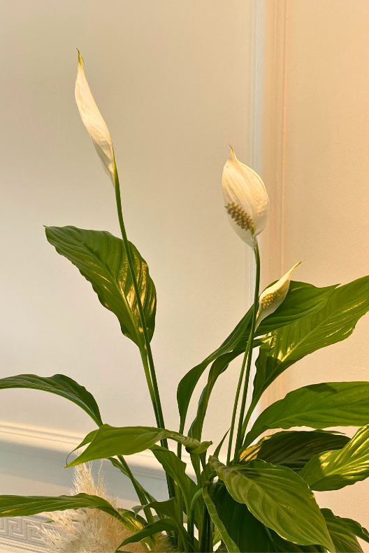 Spatifilyum Barış Çiçeği