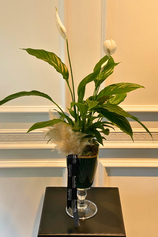 Spatifilyum Barış Çiçeği