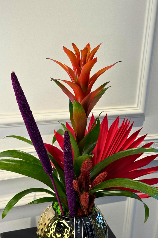 Guzmanya Kırmızı Yıldız Çiçeği