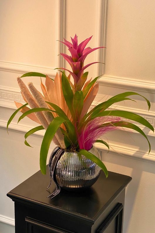 Pembe Guzmanya Çiçeği