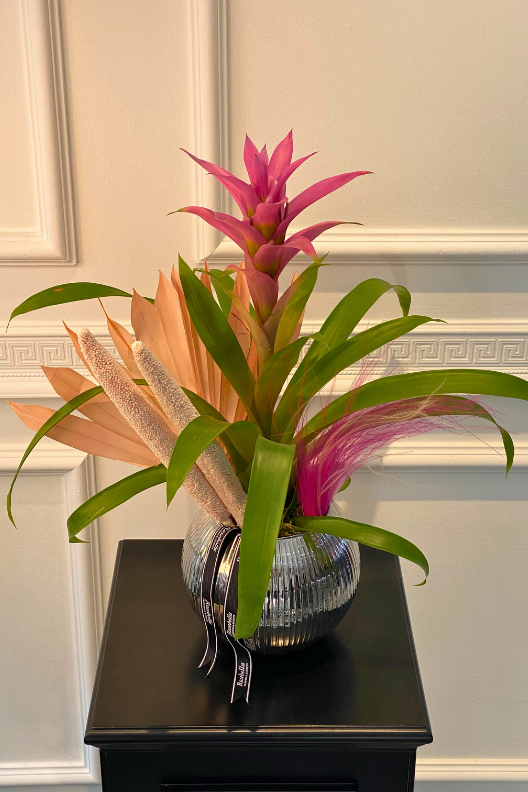 Pembe Guzmanya Çiçeği