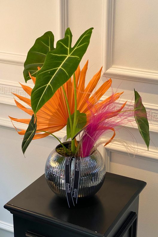 Alocasia Frydek