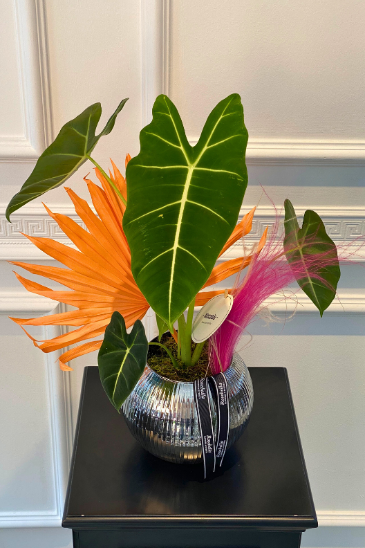 Alocasia Frydek