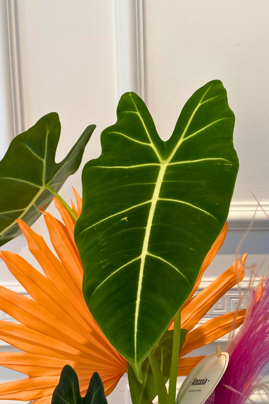 Alocasia Frydek
