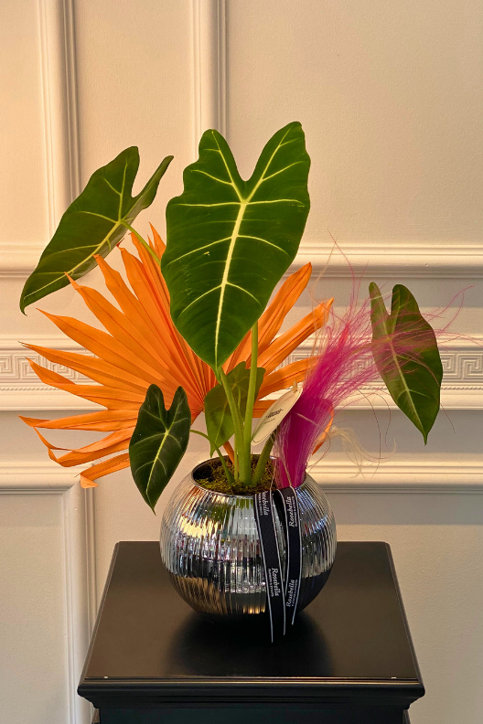Alocasia Frydek