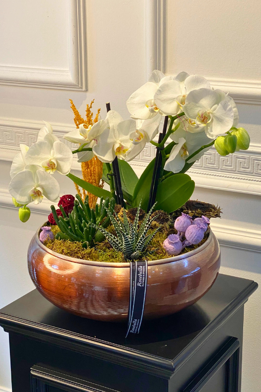Medium Beyaz Orkide Sukulentler