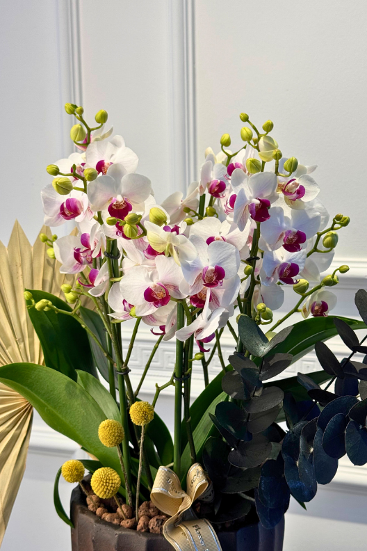 Seramik Vazoda Duetto Orkide