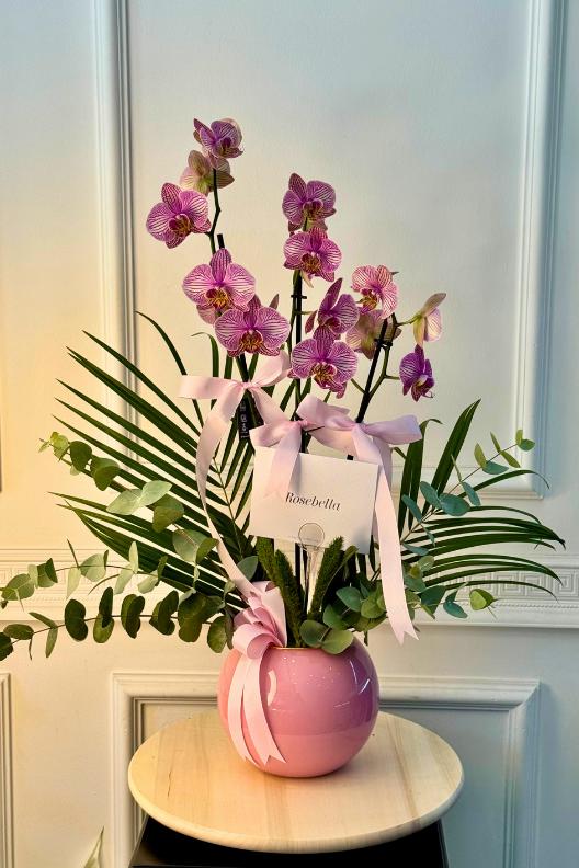 Pembe Işıltı Çift Dallı Orkide
