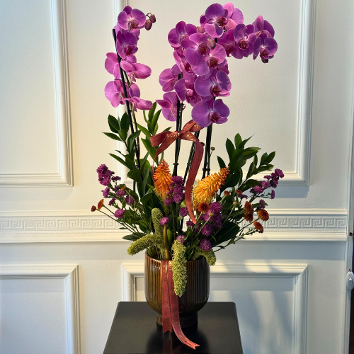 Premium orkide çeşitleri – şık ve zarif orkide tasarımları